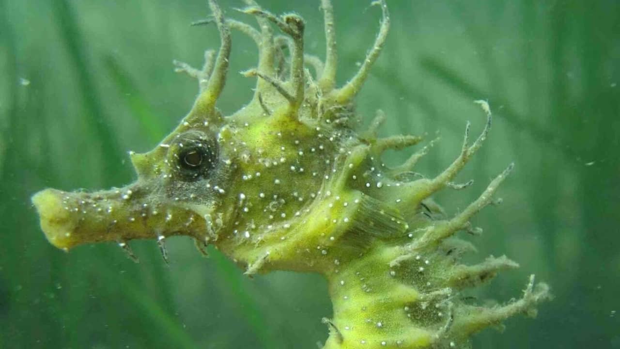 Seahorse Conservation Feature