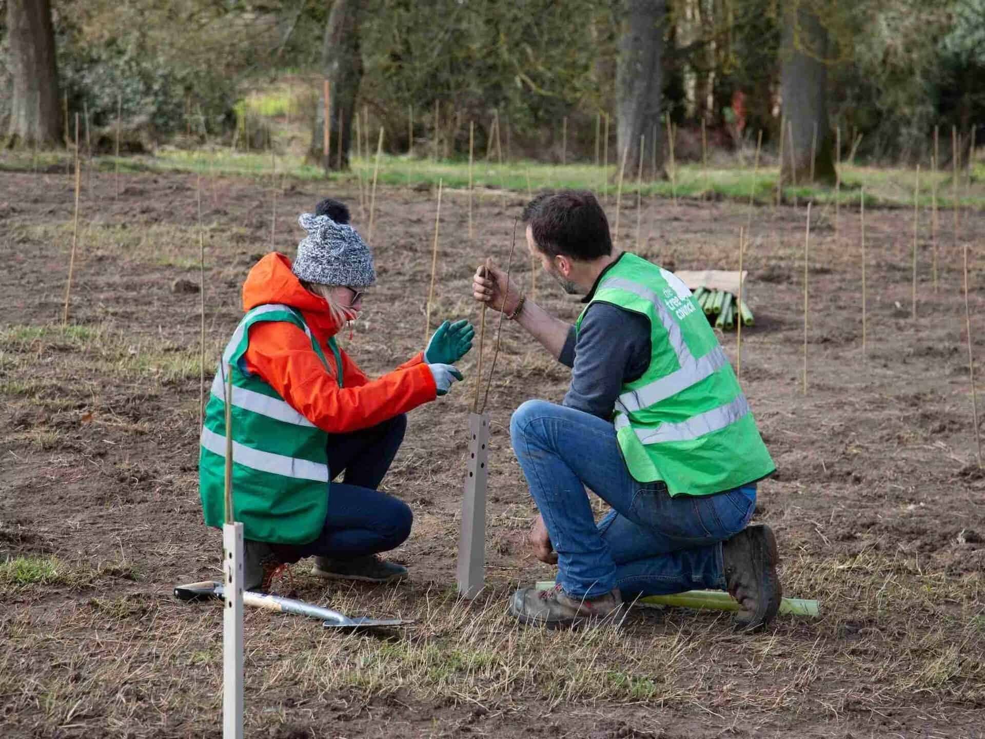 Want to plant trees and rewild the right way? Discover the best tree planting charities in the UK.