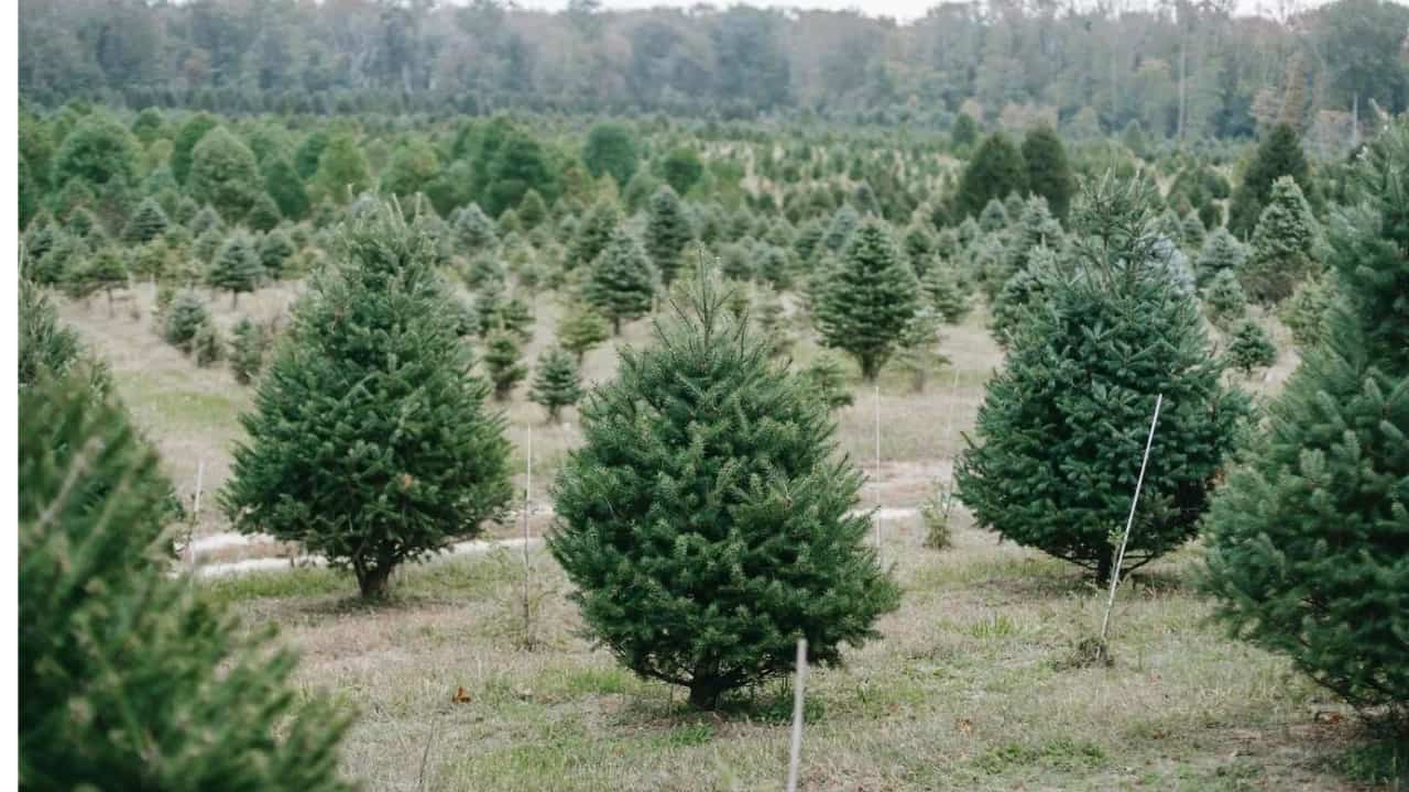 Christmas Tree Rentals Feature