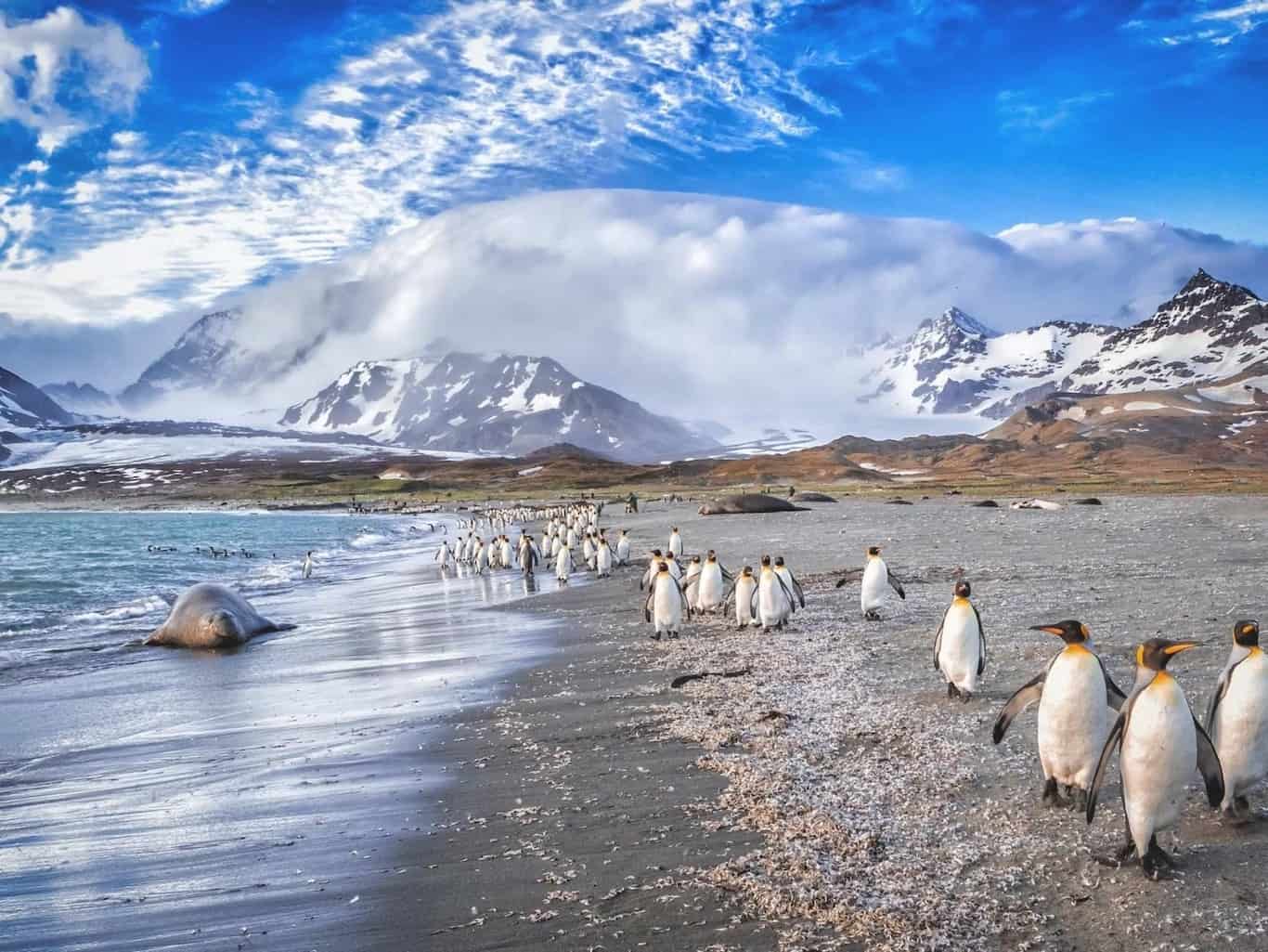 Hurtigruten-penguins